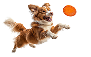A playful dog leaps joyfully to catch an orange frisbee, showcasing agility and excitement in a vibrant action shot.