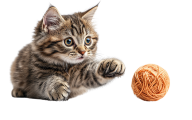 A playful kitten reaches for a ball of yarn, showcasing its curiosity and energy in a bright, engaging setting.