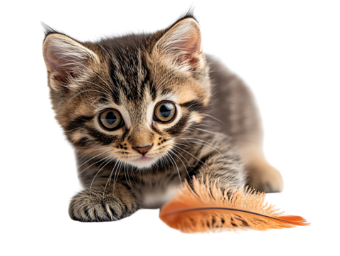 Adorable playful kitten exploring a feather, showcasing its curious personality and soft fur.