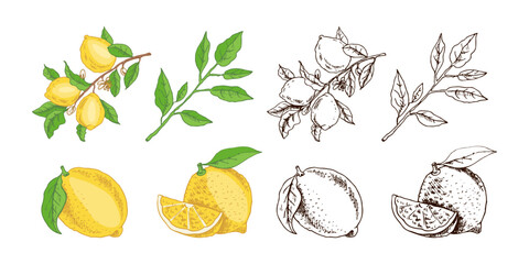 Hand drawn vector lemon sketch. Branch with lemon fruits, leaves and flowers.  Сitrus.  Vector illustration. Great for poster, menu or label.