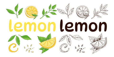 Vector hand drawn lemon set. Sliced pieces, half, leaf, peel, seed and branch sketch. Lemon Lettering. Tropical  fruit engraved style illustration. Detailed citrus ink drawing.