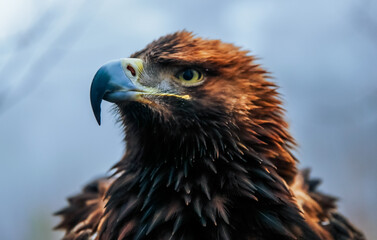 Majestic golden eagle perched against a blurred natural background during daylight hours. An eagle displays its striking features while perched prominently against a soft-focus natural backdrop