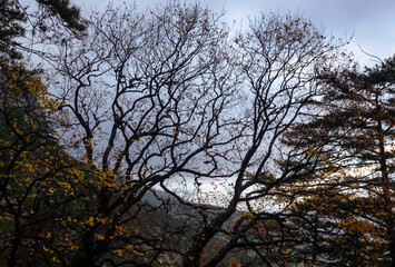 In a tranquil forest, leafless branches stretch against the backdrop of a cloudy sky, showcasing the transition of seasons in a serene natural setting. Bare branches of autumn trees silhouetted.