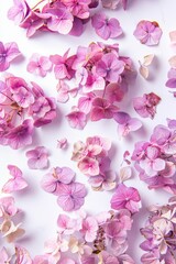 Obraz premium Soft Flowers. Pink and Purple Hydrangea Blooms on Isolated White Background