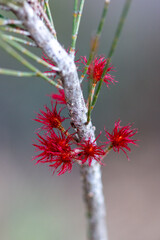 small flower