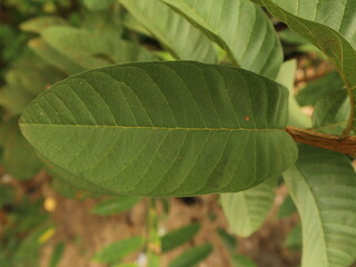 Fresh guava leaves, Guava leaves are efficacious in treating diarrhea