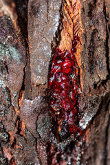 red sap