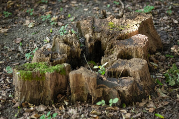 Old tree stump with moss and plants growing in a forest on a sunny day. Concept of nature's life cycle, decay and woodland regeneration in a natural environment