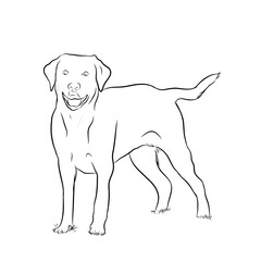 Fototapeta premium black line sketch of a dog on a white background