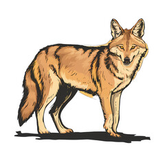 Obraz premium dingo isolated on white background 