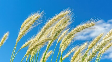 Close-up of golden wheat swaying under a blue sky with clouds.