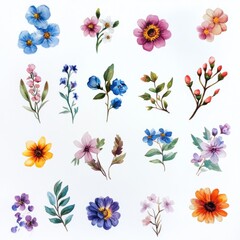 Watercolor Floral Set.