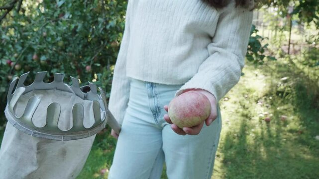 Girl holding appel in hand Harvest Apples in Early Fall