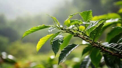 Obraz premium Coffee Plant Leaves in Natural Light