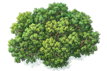 aerial view of an ancient oak woodland, highlighting the natural patterns and textures formed by the trees.