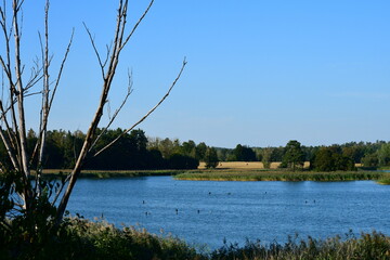 A view of a coast of a vast river or lake covered from all sides with reeds, old trees, forests, moors, as well as grassy islands inhabited by various birds and other animals seen in Poland