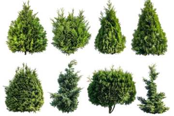 series of silhouettes of green bushes, figures on a white background.