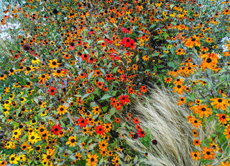 Meadow of colorful orange wildflowers covering a whole flowerbed