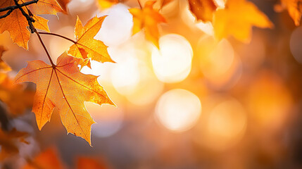 Close-up of vibrant orange-red maple leaves in autumn with soft sunlight filtering through the trees creating a warm and peaceful atmosphere.