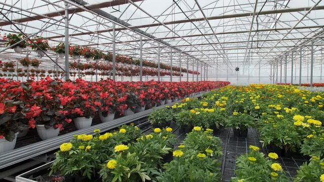 Large glass greenhouse with flowers. Growing flowers in greenhouses. Interior of a modern flower greenhouse. Flowers in flowerpots.