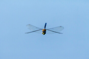 A Blue-green Mosaic Maiden Dragonfly