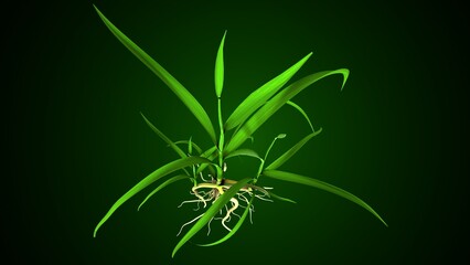 Oryza sativa plant grow anatomy. 3d render
