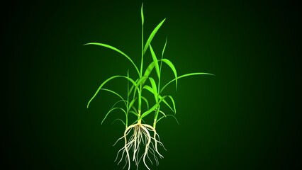 Oryza sativa plant grow anatomy. 3d render