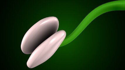 plant growth in stages anatomy system. 3d illustration