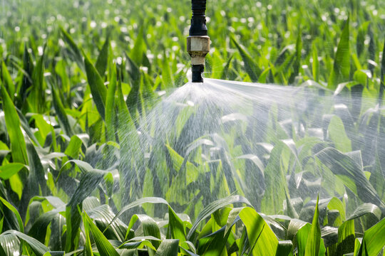 Close up view of an automatic watering system on a corn field. Equipment for industrial irrigation.  Sustainable agriculture concept..