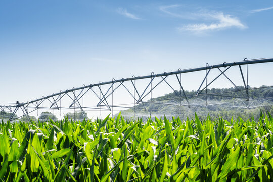 Large water sprinkler system in a corn field. Equipment for industrial irrigation.  Sustainable agriculture concept..