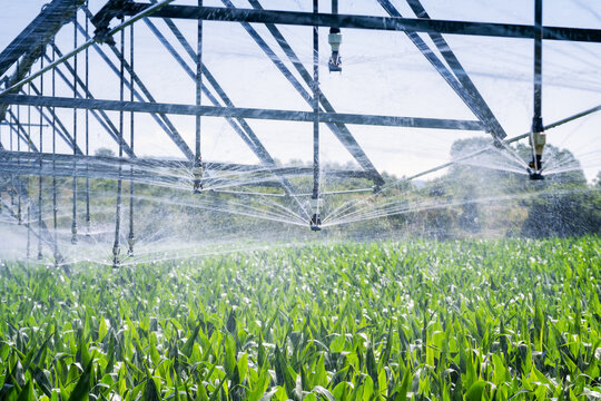 Close up view of an automatic watering system on a corn field. Equipment for industrial irrigation.  Sustainable agriculture concept..