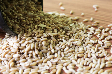 Obraz premium wheat grains on wooden plank background, Wheat Seeds, Raw and cooked Barley pearl seeds in a bowl or over brown background. selective focus 