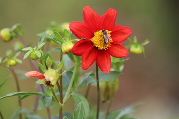 Yellow and red dahlias flowers in garden, closeup.