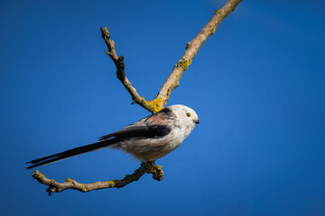 Long-tailed tit sits on the branch perpendicular to the camera lens on a sunny fall day.