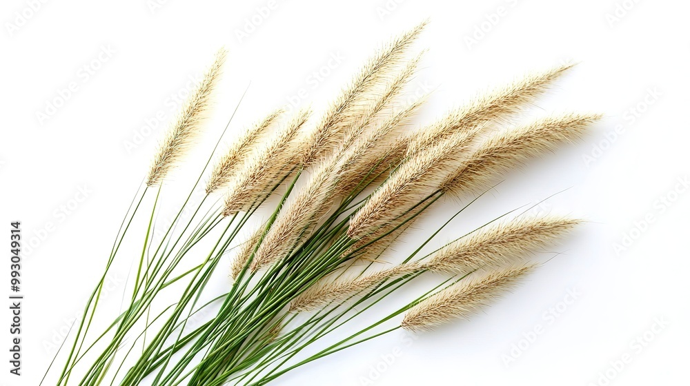 Sticker ornamental grass plant isolated on white background 