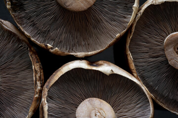 Close up photograph of whole brown portobello mushrooms, or agaricus bisporus, with macro details. Top flat view. Mushroom pattern background. Meat substitute. Source of B vitamins and minerals. 
