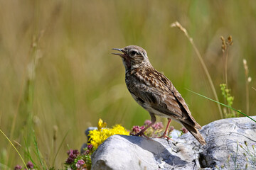 Heidelerche // Woodlark (Lullula arborea) 