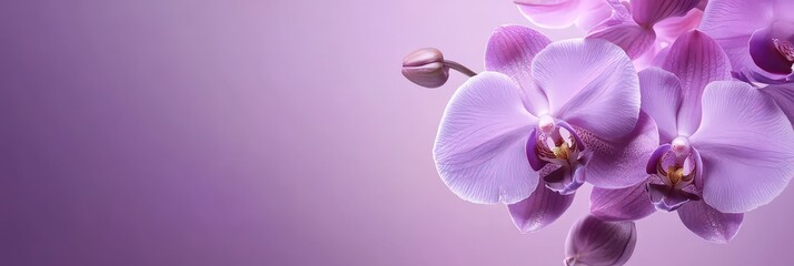 Lilac orchids on a purple background with space for text