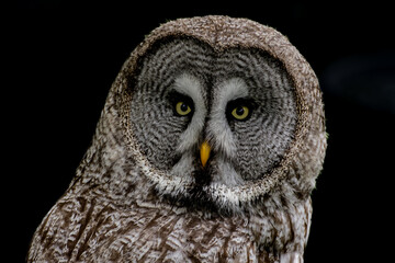 great grey owl
