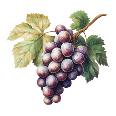 Fototapeta premium Fresh grapes with green leaves, white background transparent background