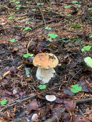 White edible mushroom grows in the forest in natural conditions
