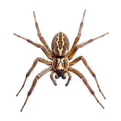 Spider on a white isolated background transparent background