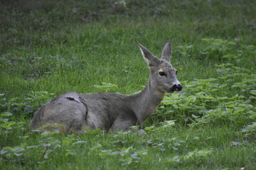 A roe deer resting in a meadow