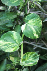 money plants natural stems, house walls decoration with money plant stems, beautifully decorated walls with plant stem, natural
