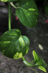 money plants natural stems, house walls decoration with money plant stems, beautifully decorated walls with plant stem, natural
