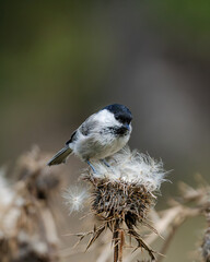 small bird on a flower