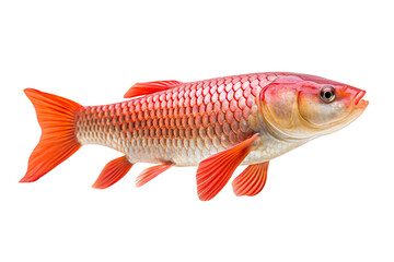 Fototapeta premium Arowana fish isolated on transparent background