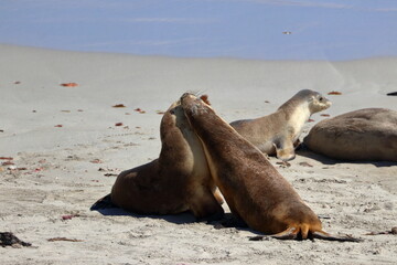 australian sea lion