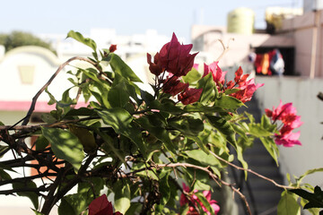 pink bougainvillea flowers