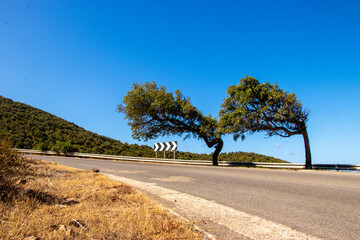 Oaks (cork trees) bent by the Mistral wind, on the road to Ingurtosu and Piscinas